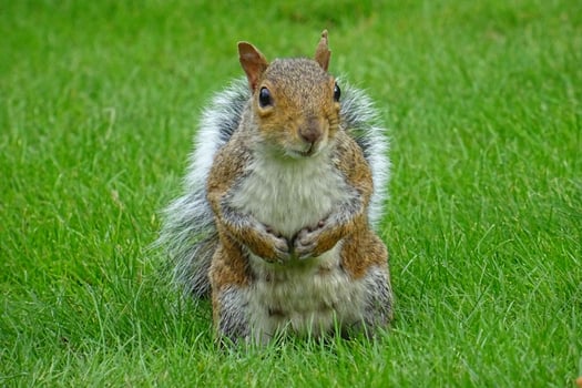 Graceful Squirrel Standing Tall Amidst the Grass photo