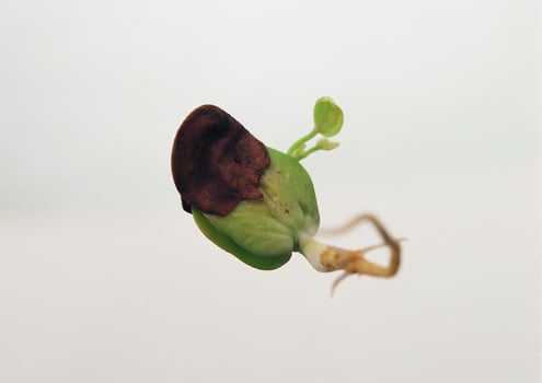 Leaves close view background. Leaf shape photo