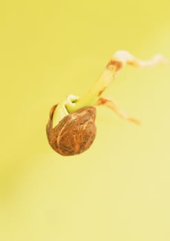 Leaves close view background. Leaf shape photo
