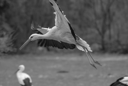 animals in the zoo photo