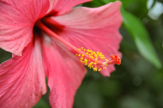 A close up of a pink flower with green leaves in germany photo