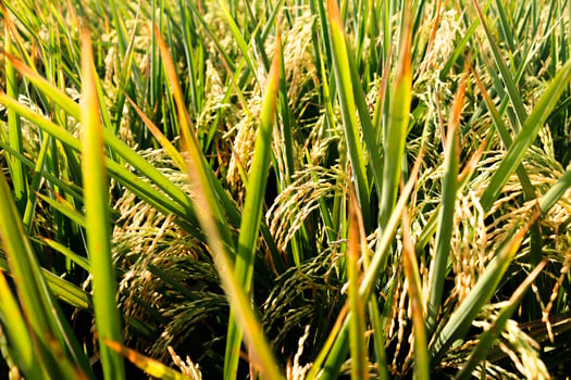 Rice field or Paddy field landscape photo