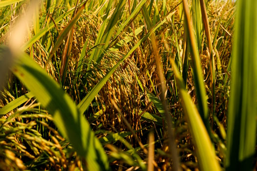 Rice field or Paddy field landscape photo