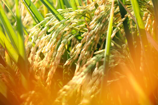 Rice field or Paddy field landscape photo