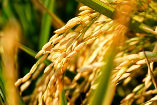 Rice field or Paddy field landscape photo