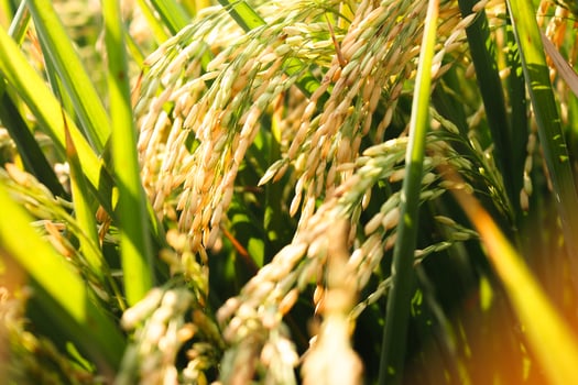Rice field or Paddy field landscape photo
