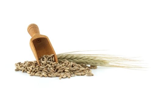 Wooden scooper filled with rye grains next to rye ears on white background photo