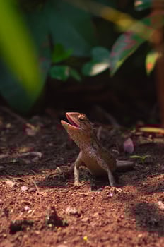 chameleons or wild calotes. Invasive animals that live and thrive in Indonesia. photo