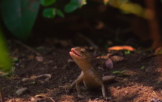 chameleons or wild calotes. Invasive animals that live and thrive in Indonesia. a genus of lizards in the draconine clade of the family Agamidae. photo