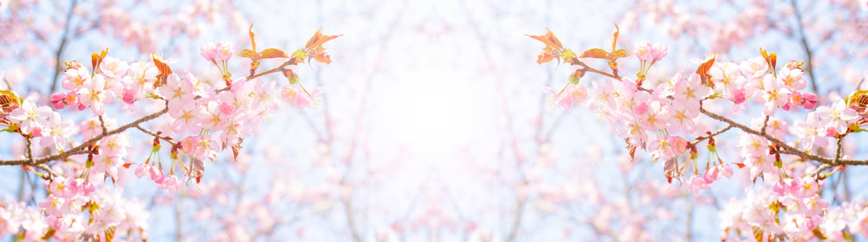 Spring flowering of sakura. Background for a festive wedding greeting card and wedding invitation. photo