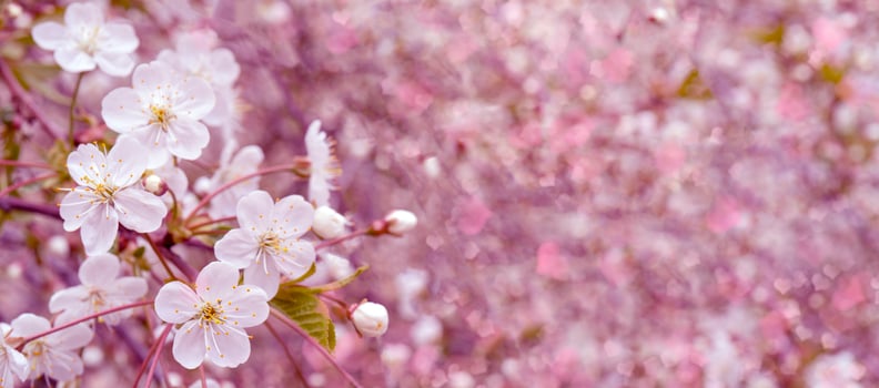 Spring flowering cherry. Background for greeting card, invitation for wedding and engagement. photo