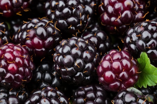 Blackberry, blackberry, blackberry, blackberry, blackberry, blackberry, black photo