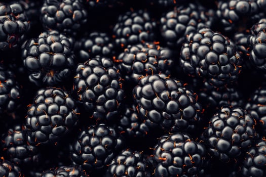 Blackberries are a great source of antioxidants photo