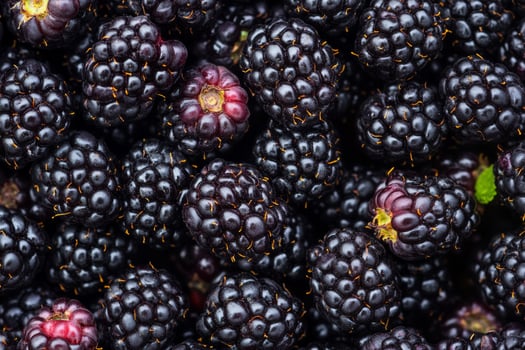 Blackberries are a great source of antioxidants photo