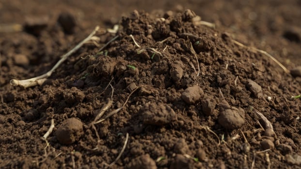 Organic Farming Earth Close-Up photo