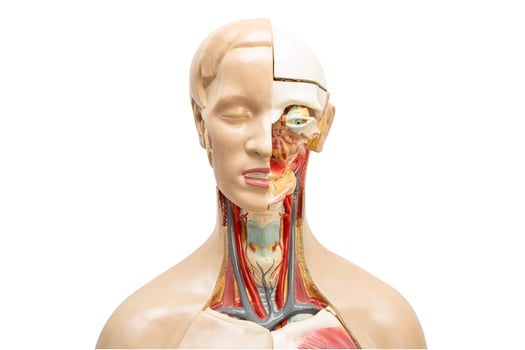 Human model anatomy for medical training course, teaching medicine education. photo