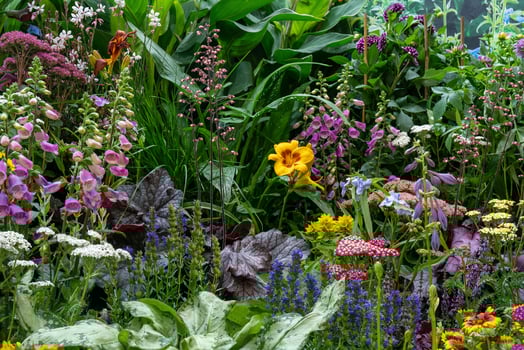 Decorative flowers and plants in the garden. Landscape design. Natural natural background. Soft focus. photo