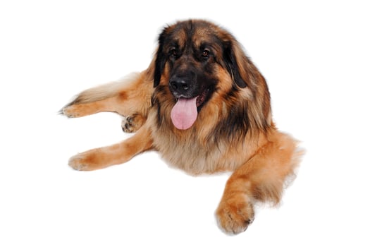Leonberger dog is resting on a clean white background photo