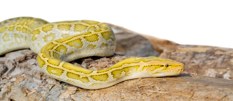 The albino Python molurus snake is a large non-venomous python. It is often a pet. photo