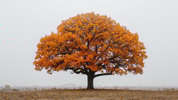 An orange tree in a foggy field photo
