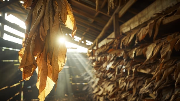 A sun shines through the smoke of tobacco leaves photo