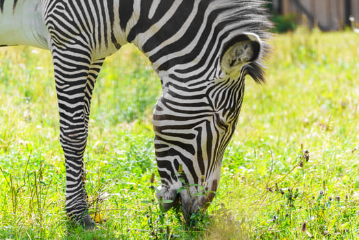 Zebra grazes in the meadow. Wild animal in nature. photo