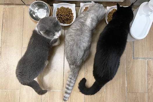 Closeup Of Shorthair Cat Eating in Bowl Pet Food. Black gray kitten photo