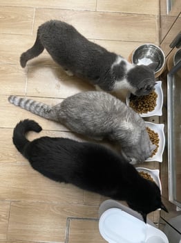 Closeup Of Shorthair Cat Eating in Bowl Pet Food. Black gray kitten photo