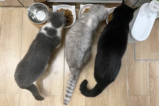Closeup Of Shorthair Cat Eating in Bowl Pet Food. Black gray kitten photo