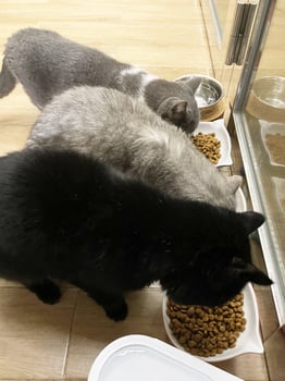 Closeup Of Shorthair Cat Eating in Bowl Pet Food. Black gray kitten photo