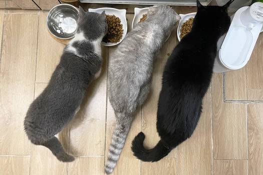 Closeup Of Shorthair Cat Eating in Bowl Pet Food. Black gray kitten photo
