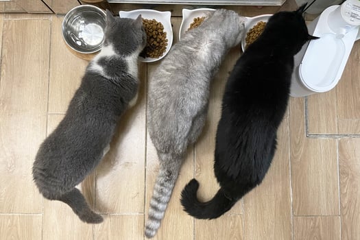 Closeup Of Shorthair Cat Eating in Bowl Pet Food. Black gray kitten photo