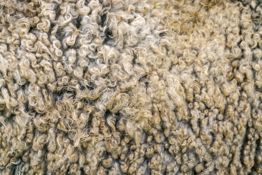 Sheep wool texture. Golden fleece - sheep fur. photo