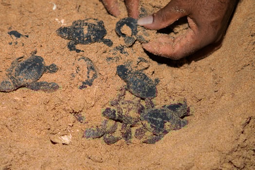 human hands hold newborn sea turtle babies in sand photo