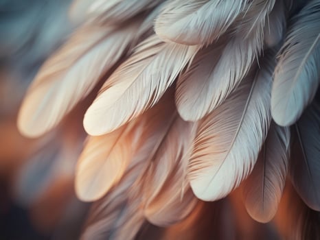 soft feathers background wallpaper close up. photo