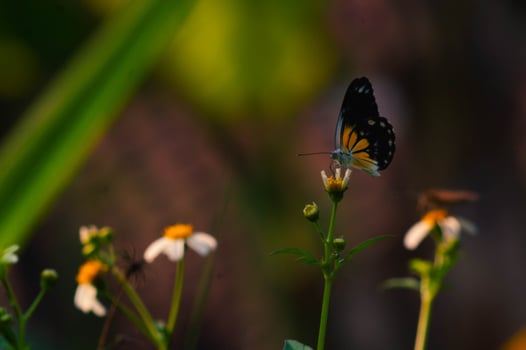 butterfly with a combination of black, white and yellow. butterfly looking for nectar. photo