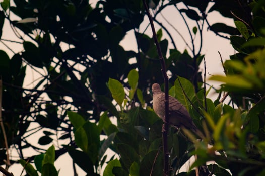 view of the trees with the Javan dove perched on the tree photo