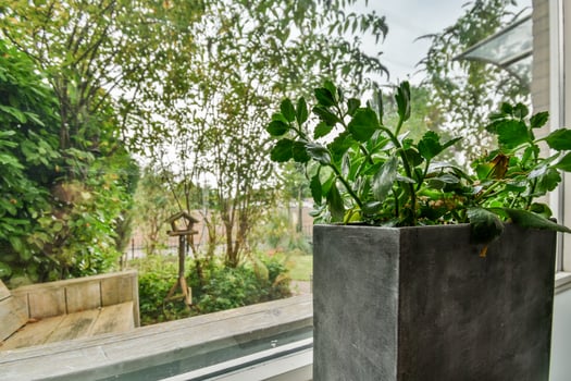 A plant in a concrete planter on a window sill photo