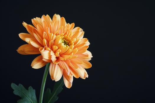 Orange chrysanthemum flower on black background photo