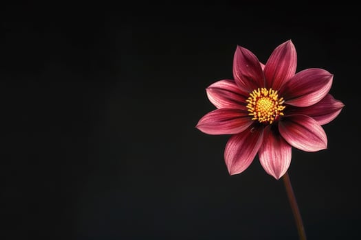 A single flower is shown against a black background photo