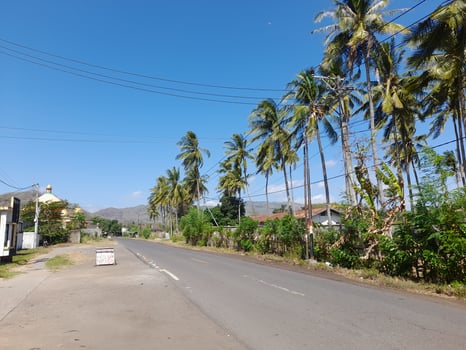 Coconut trees bearing fruit with a bright blue sky background photo