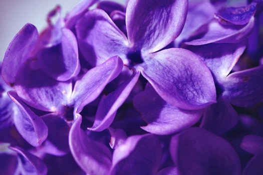 Macro image of spring lilac violet flowers photo