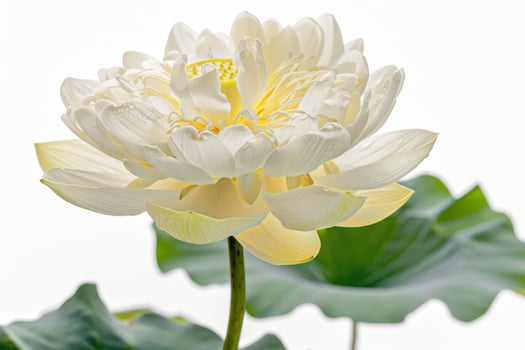 A white lotus flower photo