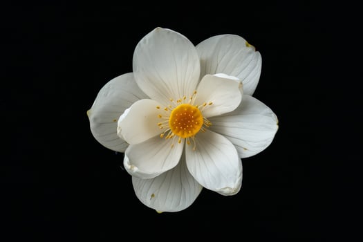 White lotus flower on black background photo