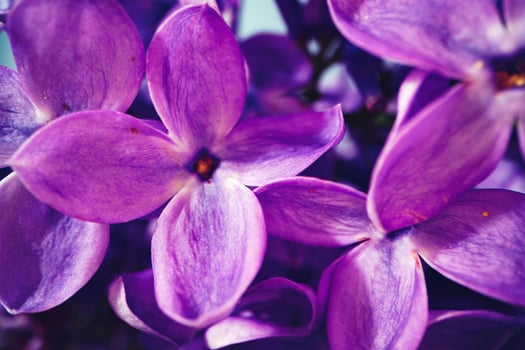 Macro image of spring lilac violet flowers photo
