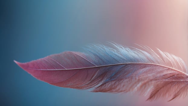 A close up of a feather with a pink and blue hue. photo