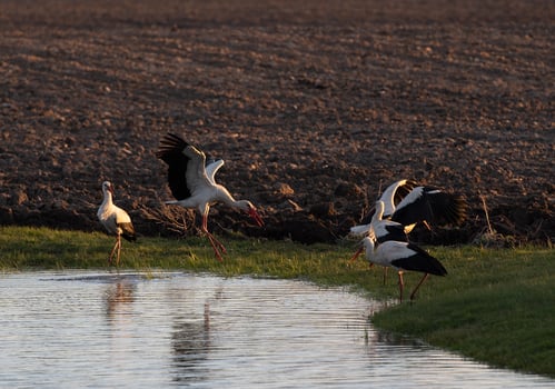 A group of storks on the shore of a pond photo