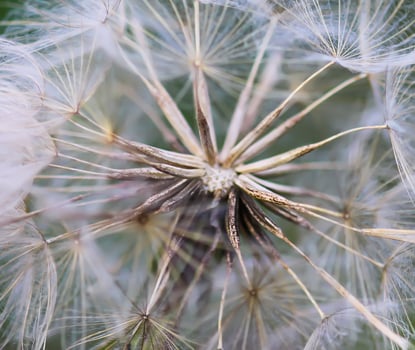 Dandelion seeds close up photo