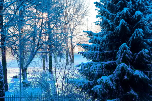 Winter landscape in urban park. photo