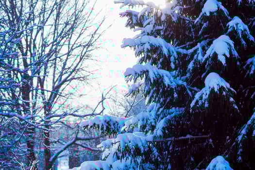 Winter landscape in urban park. photo